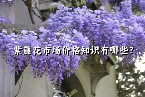 紫藤花市场价格知识有哪些？