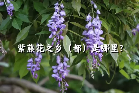 紫藤花之乡（都）是哪里？