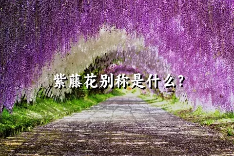 紫藤花别称是什么？