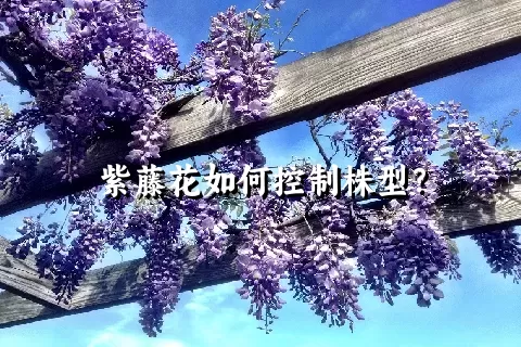 紫藤花如何控制株型？