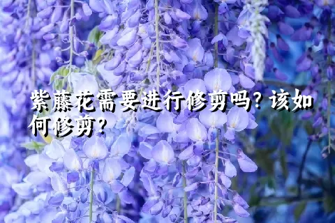 紫藤花需要进行修剪吗？该如何修剪？