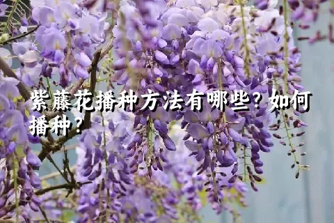 紫藤花播种方法有哪些？如何播种？