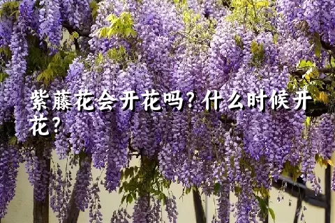 紫藤花会开花吗？什么时候开花？