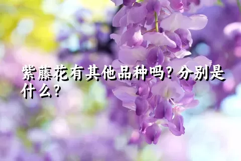 紫藤花有其他品种吗？分别是什么？