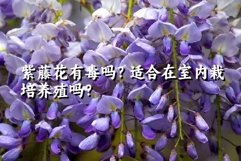 紫藤花有毒吗？适合在室内栽培养殖吗？