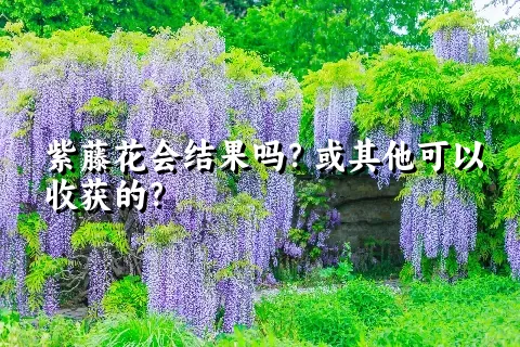 紫藤花会结果吗？或其他可以收获的？