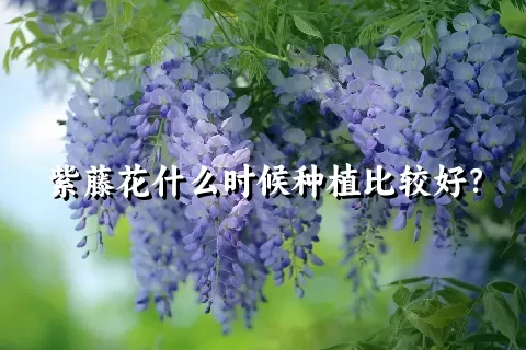 紫藤花什么时候种植比较好？