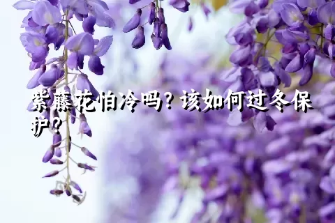 紫藤花怕冷吗？该如何过冬保护？