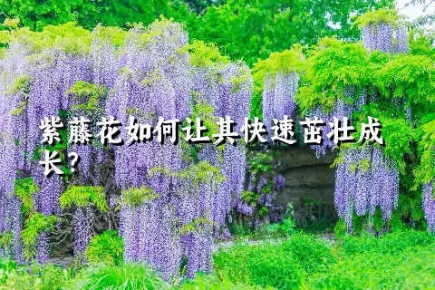 紫藤花如何让其快速茁壮成长？