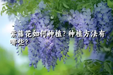 紫藤花如何种植？种植方法有哪些？