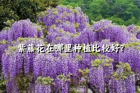 紫藤花在哪里种植比较好？