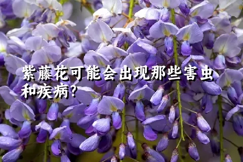 紫藤花可能会出现那些害虫和疾病？