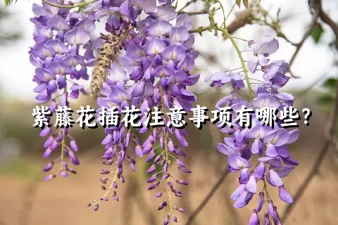 紫藤花插花注意事项有哪些？