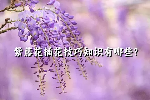 紫藤花插花技巧知识有哪些？