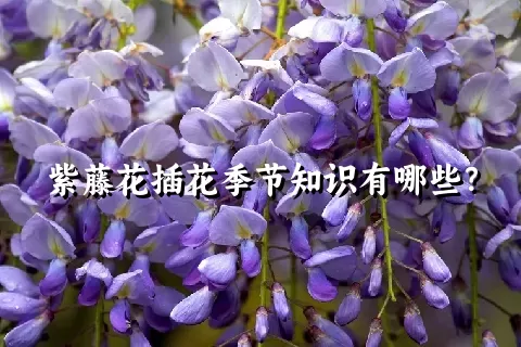 紫藤花插花季节知识有哪些？