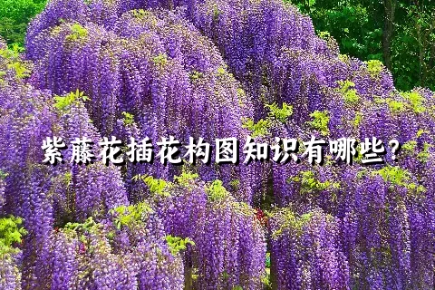 紫藤花插花构图知识有哪些？