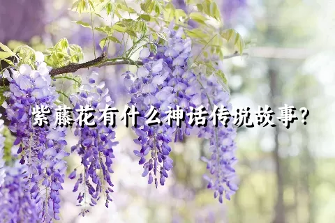 紫藤花有什么神话传说故事？