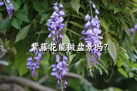 紫藤花能做盆景吗？