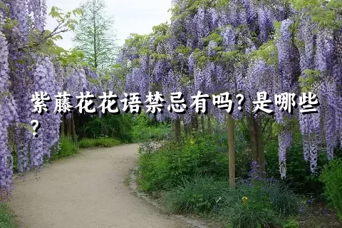 紫藤花花语禁忌有吗？是哪些？