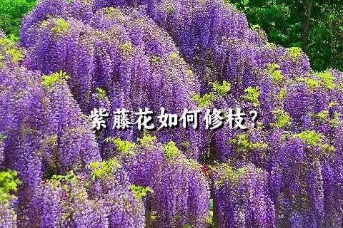 紫藤花如何修枝？