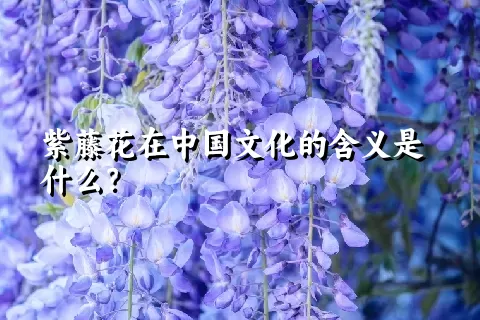 紫藤花在中国文化的含义是什么？