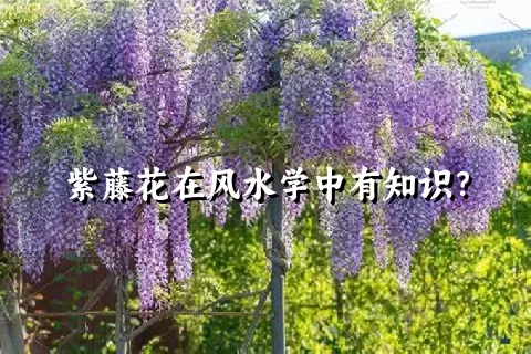 紫藤花在风水学中有知识？