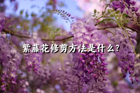 紫藤花修剪方法是什么？