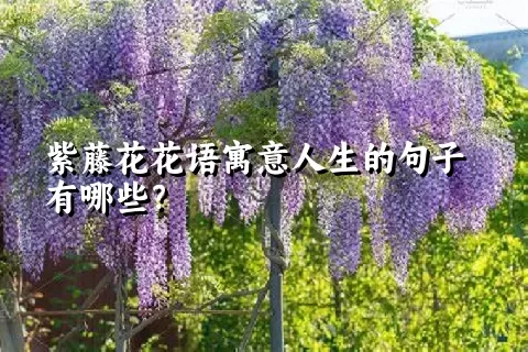 紫藤花花语寓意人生的句子有哪些？