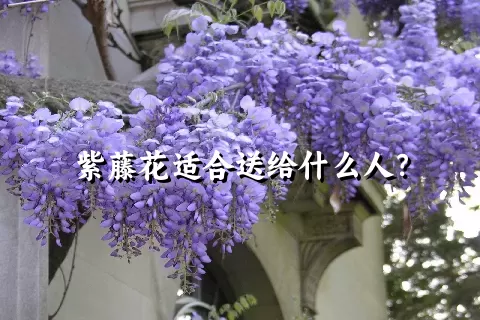 紫藤花适合送给什么人？