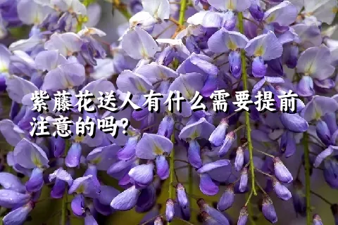 紫藤花送人有什么需要提前注意的吗？