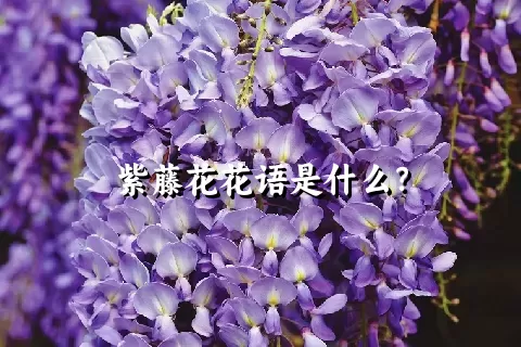 紫藤花花语是什么？