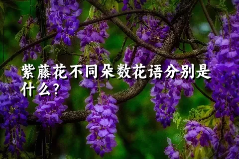 紫藤花不同朵数花语分别是什么？