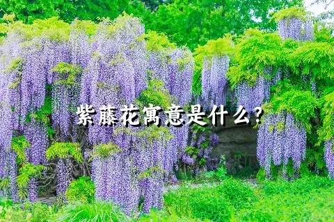 紫藤花寓意是什么？