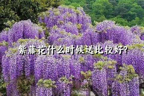 紫藤花什么时候送比较好？