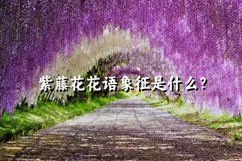 紫藤花花语象征是什么？