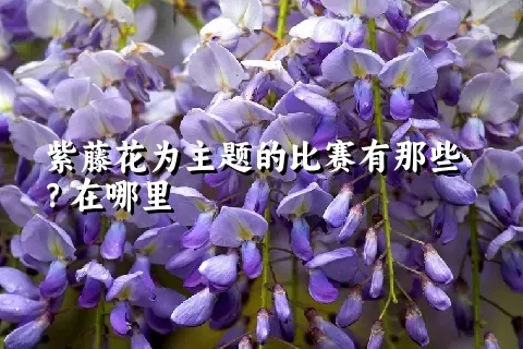 紫藤花为主题的比赛有那些？在哪里