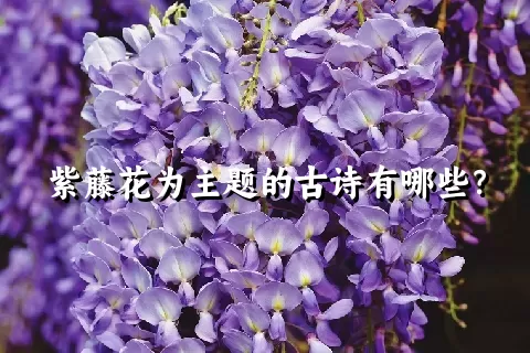 紫藤花为主题的古诗有哪些？