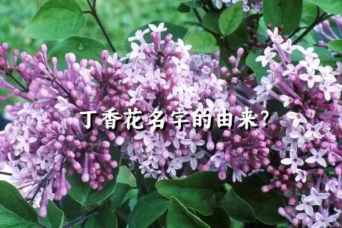 丁香花名字的由来？