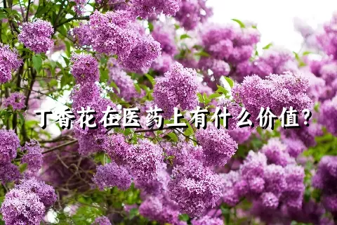 丁香花在医药上有什么价值？