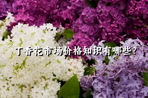 丁香花市场价格知识有哪些？