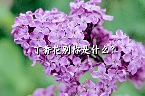 丁香花别称是什么？