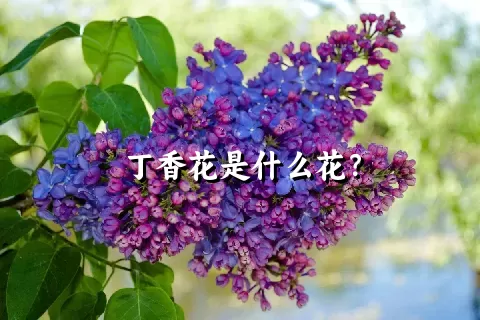 丁香花是什么花？