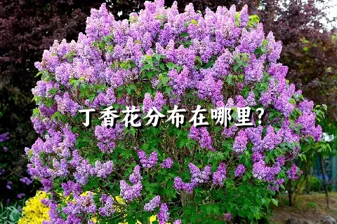 丁香花分布在哪里?