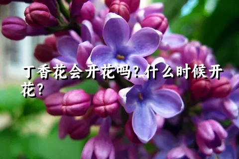 丁香花会开花吗？什么时候开花？