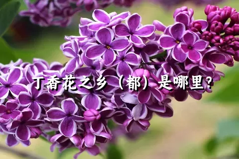 丁香花之乡（都）是哪里？