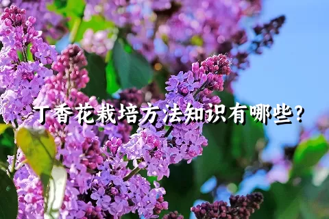 丁香花栽培方法知识有哪些？