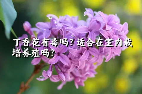 丁香花有毒吗？适合在室内栽培养殖吗？