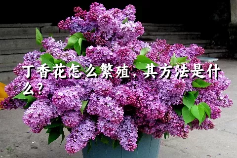 丁香花怎么繁殖，其方法是什么？