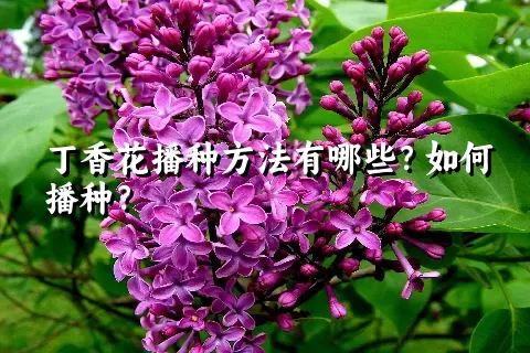 丁香花播种方法有哪些？如何播种？