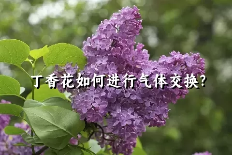 丁香花如何进行气体交换？